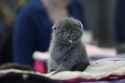 cat.png