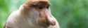 Proboscis-Monkey_200[1].jpg