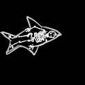 Shark anatomy.png