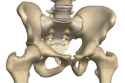 bone booty.jpg