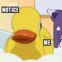 Lonely duck.jpg