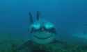 smilingshark.jpg