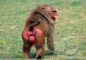 baboon-ass.jpg