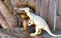 squirrel_Rx2_682_1432836a.jpg
