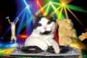 dj-cat.gif