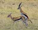 Thomson's_gazelle_(Eudorcas_thomsoni)-2.jpg