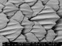 denticle-shark-skin-TheSuperFins.com_-584x438.jpg