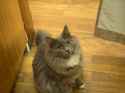 cat.jpg