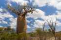 baobab_tree_and_savanna.jpg