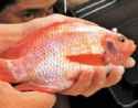 pargo.jpg