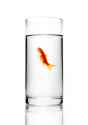 200905-omag-goldfish-220x312.jpg