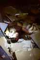 photo-shows-dallas-shooter-micah-xavier-johnson-moments-after-being-killed-by-a-police-robot_grande.jpg