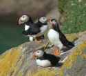 nuffinlike a puffin.jpg
