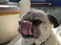 dog-licking-nose-funny.jpg