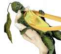 727298 - Food Vegetable avocado inanimate killer34.jpg