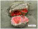 Living_Stone.jpg