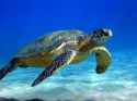 turtle.jpg