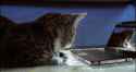 2b71b633052f1026c8ce4a13ba037bd3076748cb1ca62e3dfeecc569753a50b4_medium_animated.gif