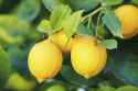 Why Am I Posting Lemon Pictures.jpg