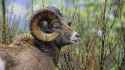 Bighorn Sheep Ram, British Columbia.jpg