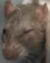 el rato.png