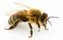 bees.jpg