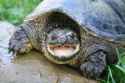 turtle3.jpg
