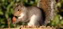 squirrel.jpg