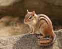 Chipmunk.jpg