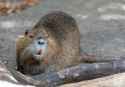 nutria-teeth.jpg
