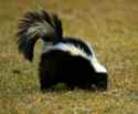 tmp_23632-skunk-11702791501.jpg