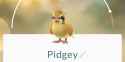 pidgey-farm-3.jpg