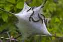 eastern_tent_caterpillar_07 nest.jpg