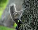 squirrel.jpg