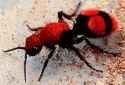 Cow_Ant.jpg