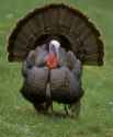 wild turkey.jpg