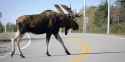 o-MOOSE-facebook.jpg