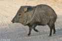 javelina_5.jpg