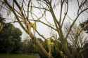 itgrowsontrees.jpg