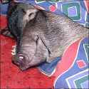 pig-in-bed.jpg
