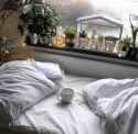 cactusbed.jpg