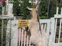 no-goats-allowed.jpg