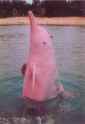 Amazon-River-Dolphin.jpg