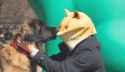 kisses 4 doge.jpg