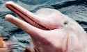 Pink-Dolphin-Private-travel-to-peru-ancient-summit.jpg
