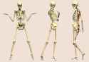 Skeleton.png