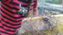 161104133122-massive-spider-exlarge-169.jpg