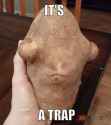 traped.jpg
