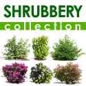 shrubbery collection.jpg8b1bc88a-06a1-4f8d-93c8-52e03fb3fcffLarge.jpg