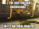 aussie abbo in it's natural habitat.png